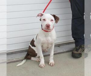 American Pit Bull Terrier Dogs for adoption in Louisville, KY, USA