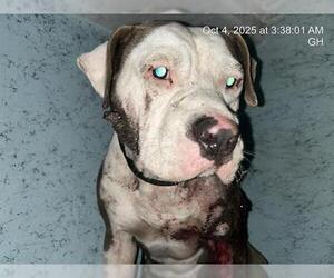 American Pit Bull Terrier Dogs for adoption in Ocala, FL, USA
