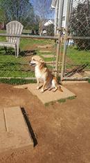 Chihuahua Dogs for adoption in Scottsboro, AL, USA