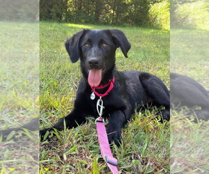 Mutt Dogs for adoption in Candler, NC, USA