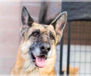 German Shepherd Dog Dogs for adoption in Santa Ana, CA, USA