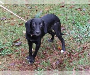Labbe Dogs for adoption in Winder, GA, USA