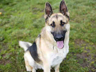 German Shepherd Dog Dogs for adoption in Placerville, CA, USA
