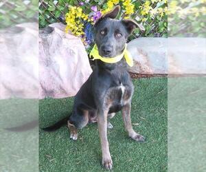 German Shepherd Dog-Unknown Mix Dogs for adoption in Oklahoma City, OK, USA
