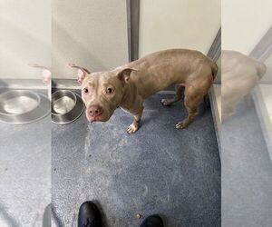 American Pit Bull Terrier Dogs for adoption in Glen Allen, VA, USA