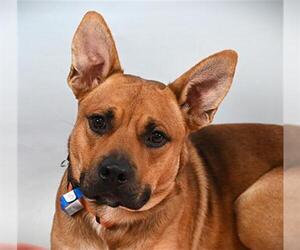 German Shepherd Dog-Unknown Mix Dogs for adoption in Fort Collins, CO, USA