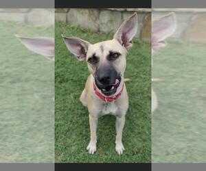 Black Mouth Cur-Unknown Mix Dogs for adoption in Fort Worth, TX, USA
