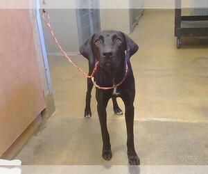 Labrador Retriever-Unknown Mix Dogs for adoption in Sacramento, CA, USA