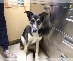 Labrottie Dogs for adoption in Riverside, CA, USA