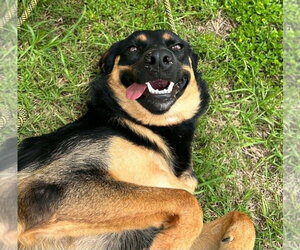 Mutt Dogs for adoption in Abbeville, LA, USA