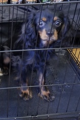 Cavalier King Charles Spaniel Dogs for adoption in Sonora, CA, USA
