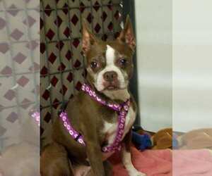Boston Terrier Dogs for adoption in South Amana, IA, USA