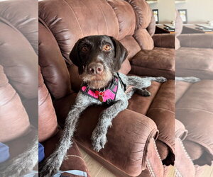 German Wirehaired Pointer-Unknown Mix Dogs for adoption in Grafton, WI, USA