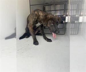 Labrador Retriever-Unknown Mix Dogs for adoption in Houston, TX, USA