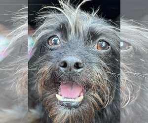 Mutt Dogs for adoption in Grafton, WI, USA