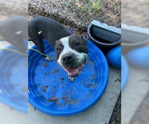 Medium Photo #1 American Pit Bull Terrier-Unknown Mix Puppy For Sale in Charlotte, NC, USA