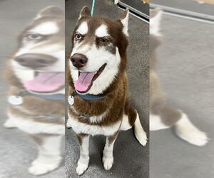 Siberian Husky Dogs for adoption in Forestville, MD, USA