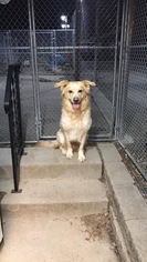 Golden Pyrenees Dogs for adoption in Cedar Rapids, IA, USA