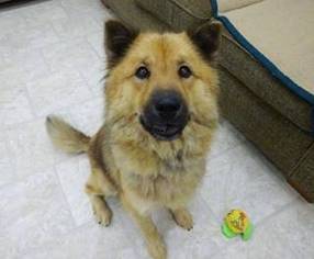 Chow Chow-Unknown Mix Dogs for adoption in Belleville, MI, USA
