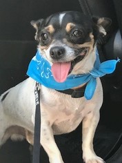 Medium Photo #1 Rat-Cha Puppy For Sale in Chandler, AZ, USA