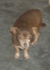 Medium Photo #1 Chihuahua Puppy For Sale in Bonifay, MO, USA