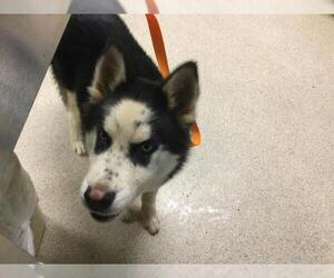 Siberian Husky Dogs for adoption in Riverside, CA, USA