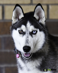 Alaskan Husky Dogs for adoption in Cokato, MN, USA