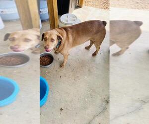 Labrador Retriever-Mountain Cur Mix Dogs for adoption in Crystal, MN, USA