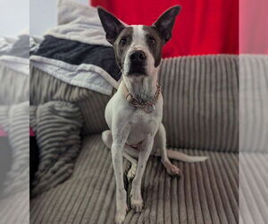 Mutt Dogs for adoption in Vail, AZ, USA