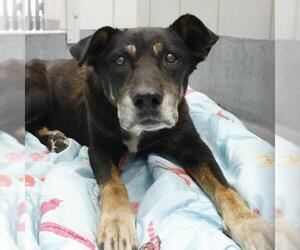 Labrador Retriever-Unknown Mix Dogs for adoption in San Antonio, TX, USA