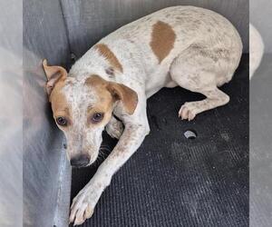 Pointer-Unknown Mix Dogs for adoption in San Antonio, TX, USA