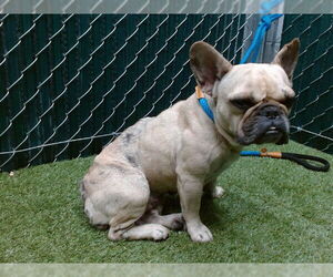 French Bulldog Dogs for adoption in Downey, CA, USA
