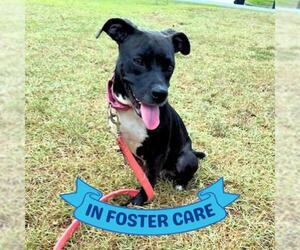 American Staffordshire Terrier Dogs for adoption in Tallahassee, FL, USA