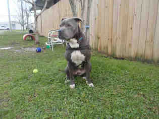 Medium Photo #1 American Pit Bull Terrier Puppy For Sale in Rosenberg, TX, USA