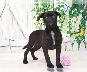 Mutt Dogs for adoption in Oroville, CA, USA