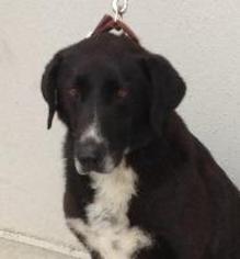 Borador Dogs for adoption in Claremore, OK, USA