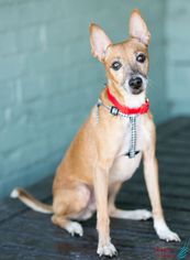 Rat Terrier Dogs for adoption in Roanoke, VA, USA