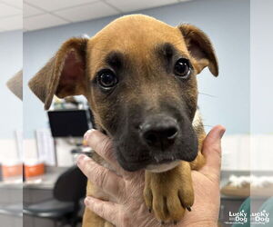 Retriever -Unknown Mix Dogs for adoption in Washington, DC, USA