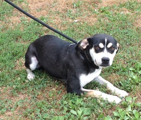 Beagle-Unknown Mix Dogs for adoption in Texico, IL, USA