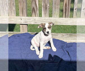 English Springer Spaniel-Unknown Mix Dogs for adoption in Sheboygan, WI, USA