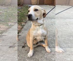 American Pit Bull Terrier-American Staffordshire Terrier Mix Dogs for adoption in Sparta, TN, USA