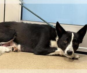 Border Collie-Unknown Mix Dogs for adoption in Grand Prairie, TX, USA