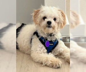 Maltese-Poodle (Standard) Mix Dogs for adoption in Fremont, CA, USA