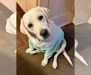 Medium Photo #2 Labrador Retriever Puppy For Sale in Warrington, PA, USA