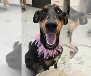 Doberman Pinscher Dogs for adoption in Stockton, CA, USA