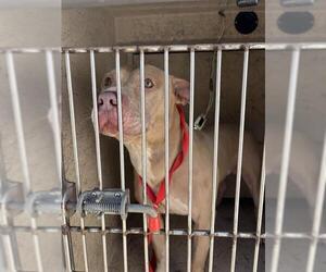 American Pit Bull Terrier-Unknown Mix Dogs for adoption in Oklahoma City, OK, USA