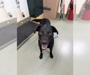 Labrador Retriever Dogs for adoption in Lee's Summit, MO, USA