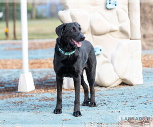 Labrador Retriever Dogs for adoption in Clovis, CA, USA