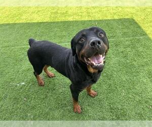 Rottweiler-Unknown Mix Dogs for adoption in Grand Prairie, TX, USA