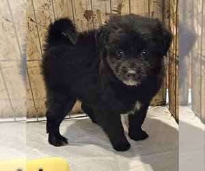 Poodle (Miniature)-Unknown Mix Dogs for adoption in Olalla, WA, USA